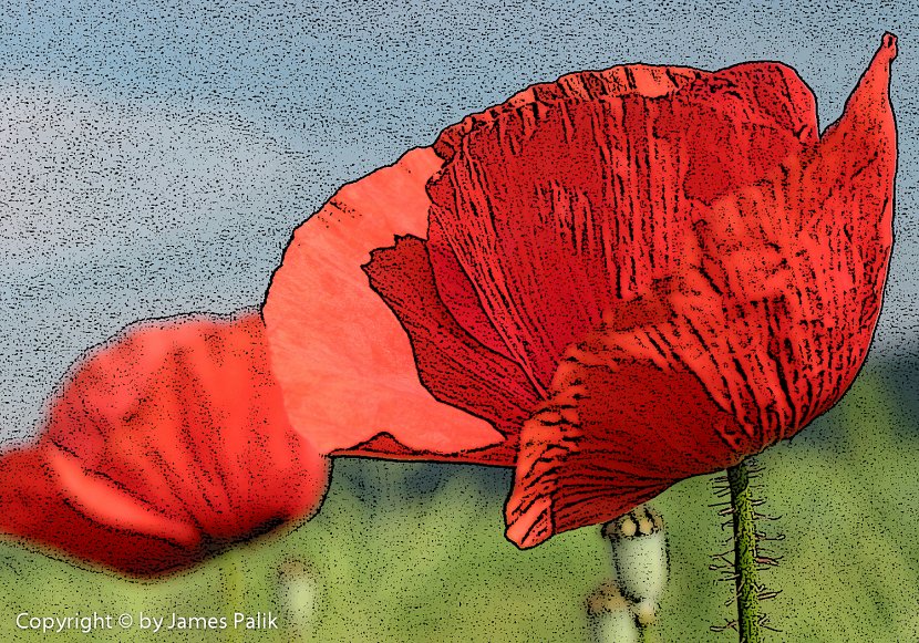 Poppies - 0014